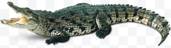 Cocodrilo
