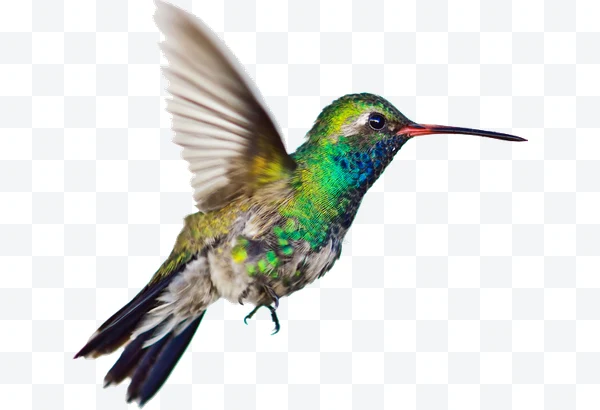Colibrí