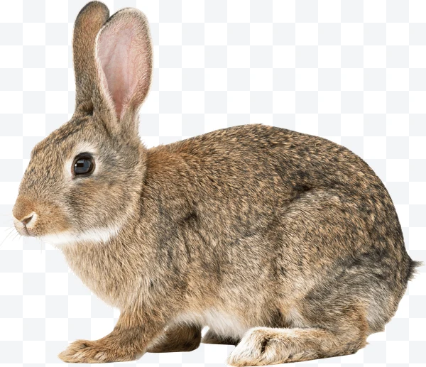 Conejo