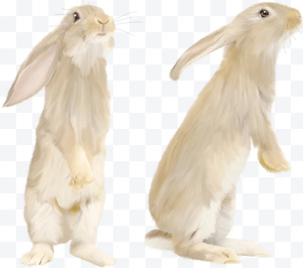 Conejo