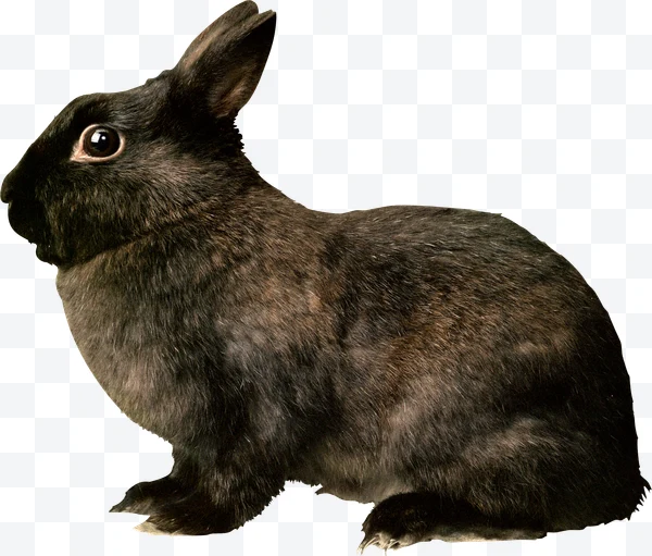 Conejo