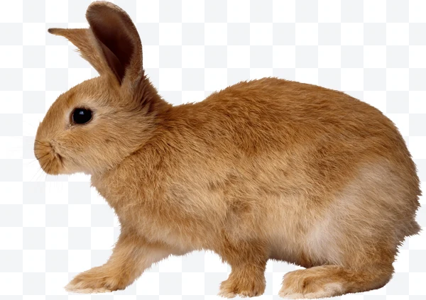 Conejo