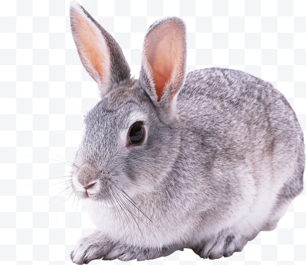 Conejo