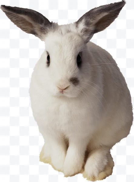 Conejo blanco