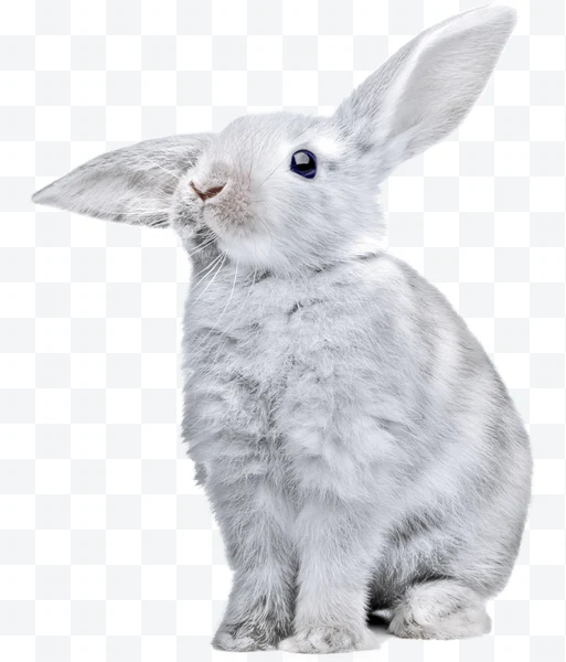 Conejo blanco peludo sentado mirando hacia arriba