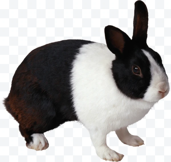Conejo blanco y negro de perfil con orejas erguidas