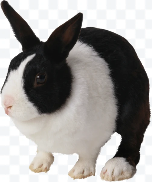 Conejo blanco y negro con orejas erguidas