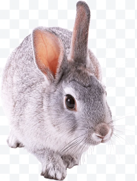 Conejo
