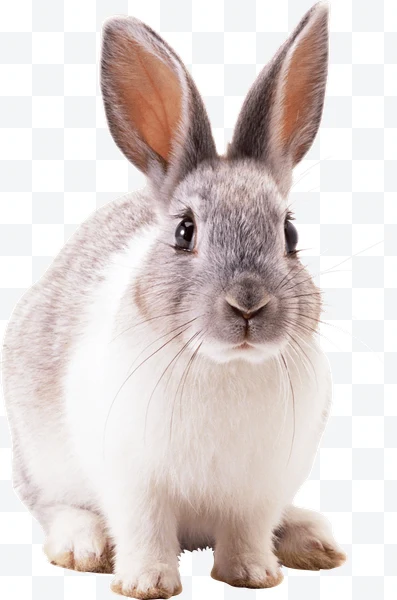 Conejo
