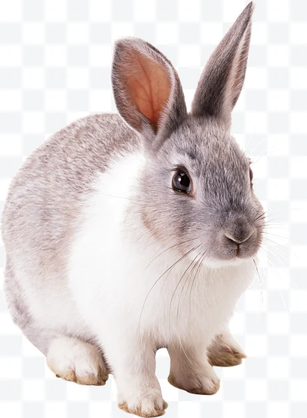 Conejo gris y blanco con orejas grandes y ojos oscuros