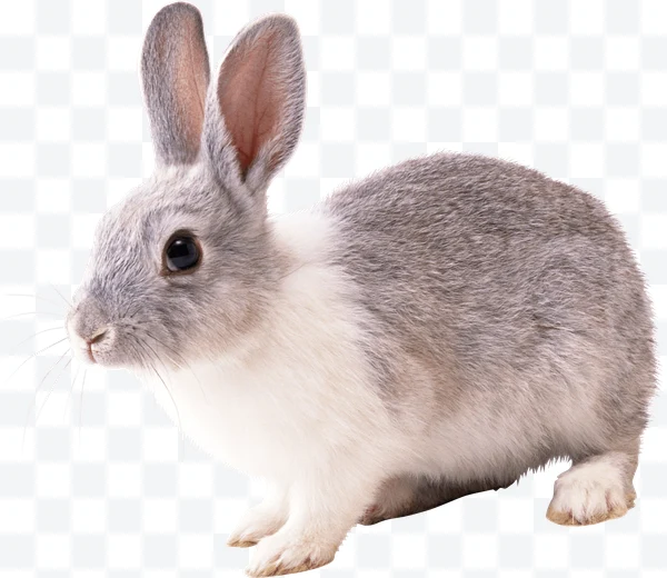Conejo gris y blanco de perfil con orejas grandes