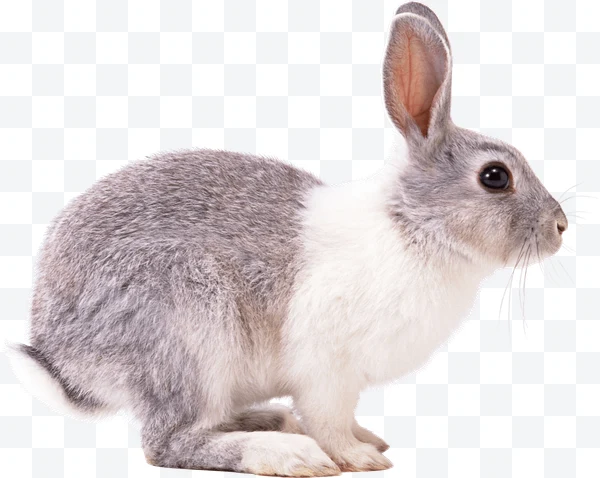 Conejo gris y blanco de perfil con orejas grandes