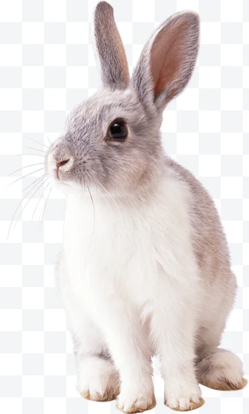 Conejo gris y blanco sentado de perfil con orejas grandes y pelaje suave