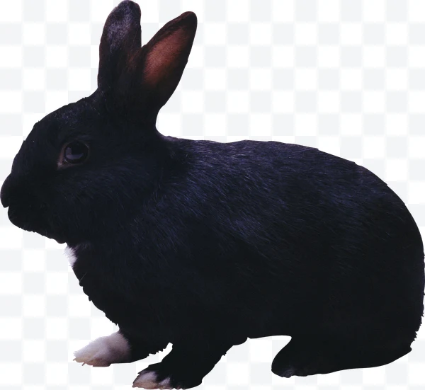 Conejo negro con patas blancas visto de perfil