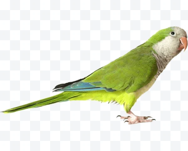Cotorra monje verde con cabeza gris y alas azules sobre fondo blanco