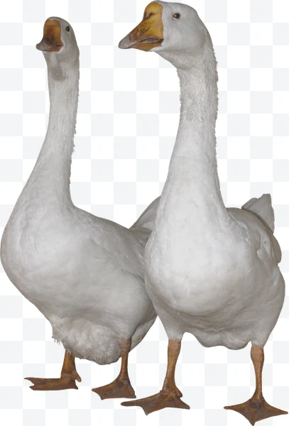 Dos gansos blancos con picos anaranjados de pie