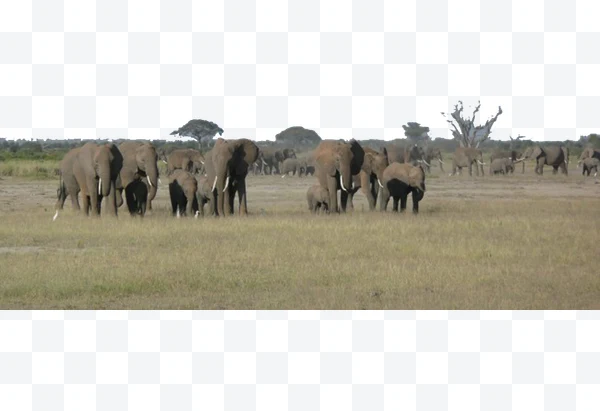 Elefante africano