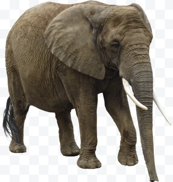 Elefante africano con colmillos largos y piel arrugada de pie