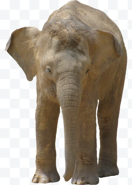 Elefante joven de frente con orejas grandes y piel arrugada