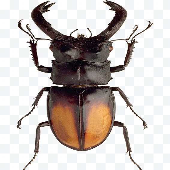 Large black stag beetle with brown parts viewed from above