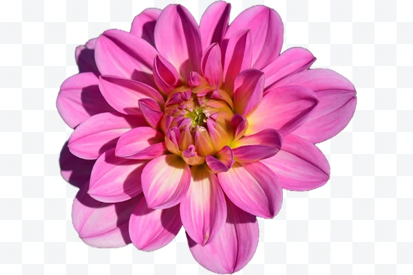 Flor dahlia rosa con centro amarillo vista superior sobre fondo blanco