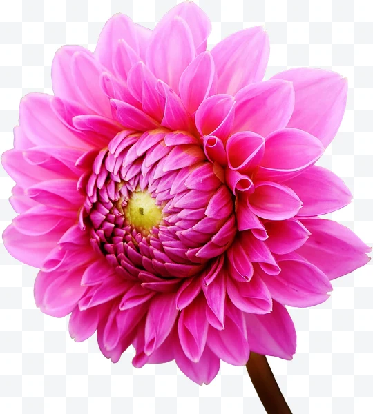 Flor de dalia rosa vista superior con tallo