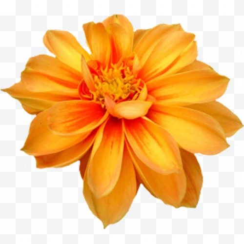 Flor de dahlia naranja