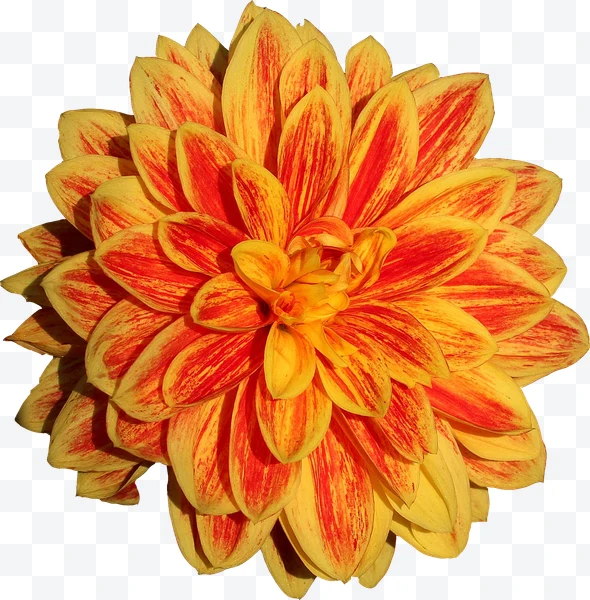 Flor de dalia amarilla y roja con rayas vista desde arriba