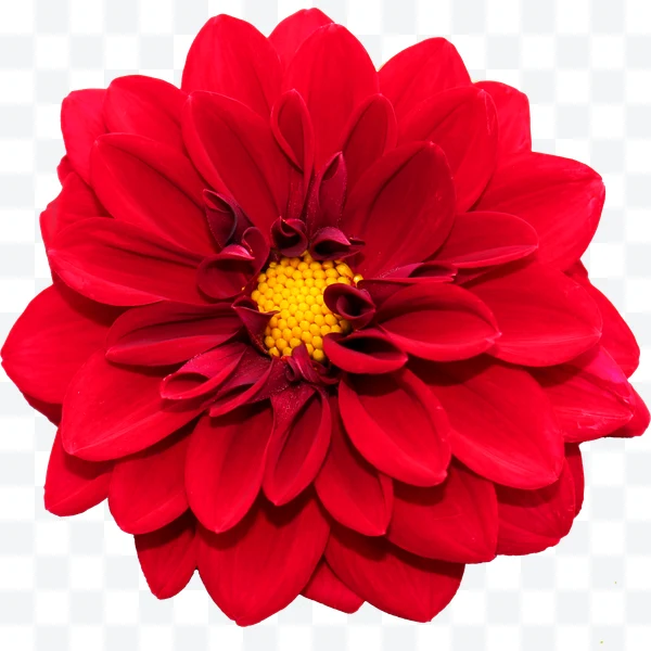 Red flower with petals and yellow center