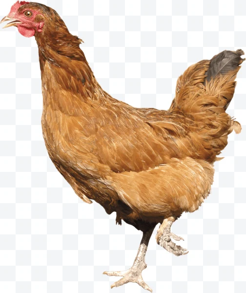 Gallina