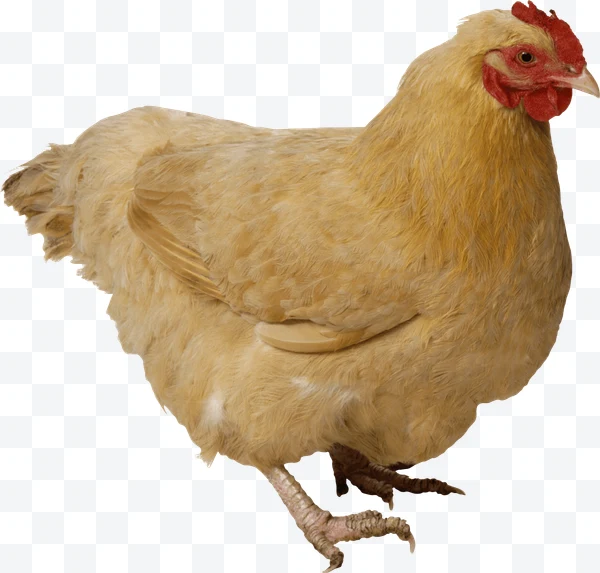 Gallina amarilla de perfil con fondo blanco