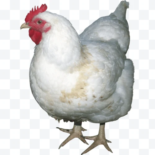 Gallina blanca con cresta roja sobre fondo blanco.