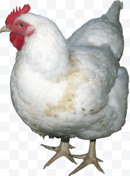 Gallina blanca con cresta roja y plumaje denso