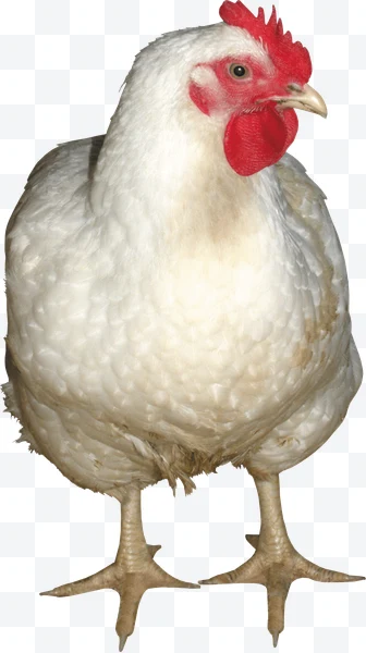 Gallina blanca con cresta roja y cuerpo robusto