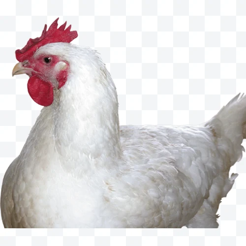 Gallina blanca de perfil con cresta roja y plumaje blanco