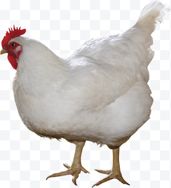 Gallina blanca con cresta roja y patas amarillas de perfil