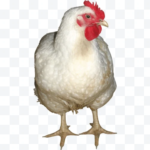 Gallina blanca con cresta roja de pie