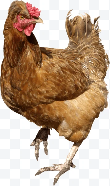 Brown hen with red comb in profile