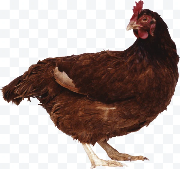 Gallina marrón de perfil con cresta roja y plumaje denso