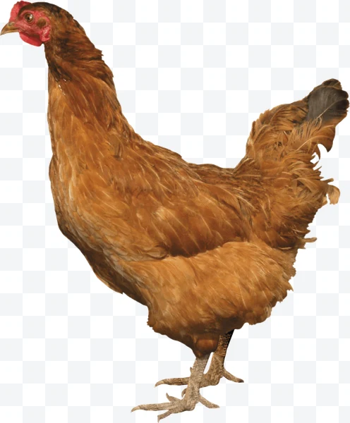 Gallina marrón de pie vista de perfil