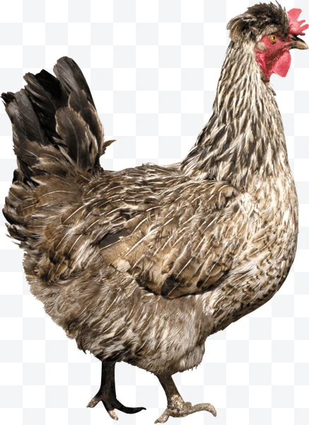 Gallina marrón moteada con cresta roja de perfil sobre fondo blanco