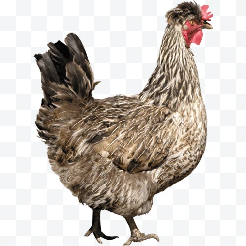 Gallina marrón y blanca con cresta roja de perfil