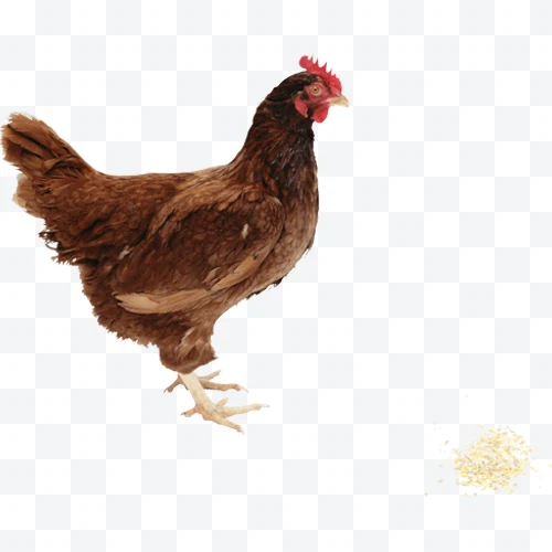 Gallina marrón con cresta roja de perfil sobre fondo blanco