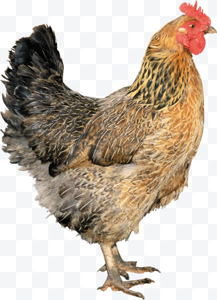 Gallina marrón y negra con cresta roja de perfil sobre fondo blanco
