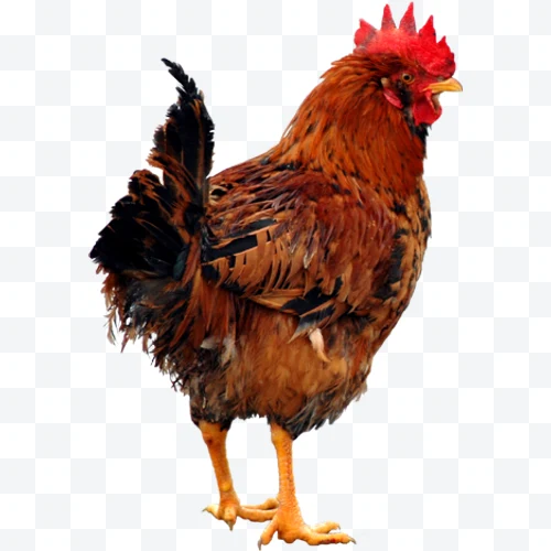 Gallo marrón y negro con cresta roja de pie de perfil