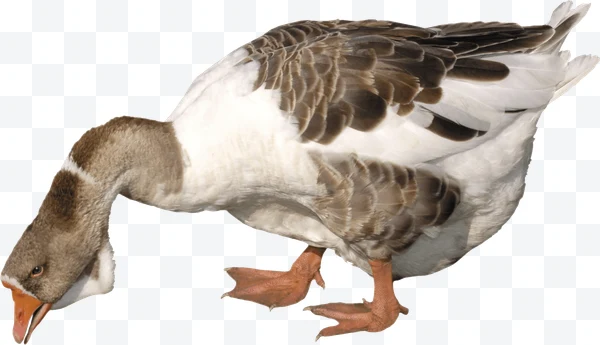 Ganso