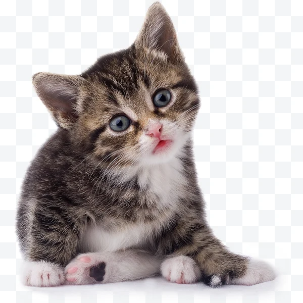 Gatito gris y blanco con ojos azules sentado mirando hacia adelante