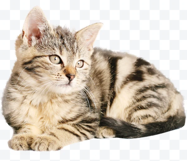 Gato
