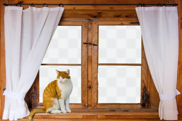 Gato