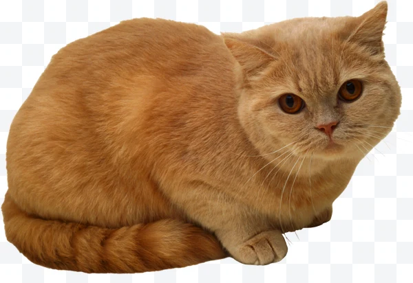 Gato